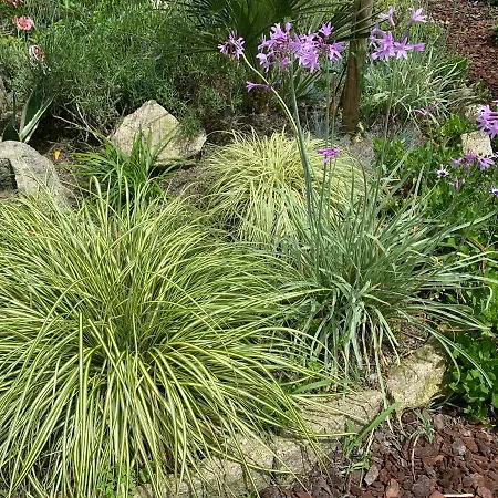 Koko Garden Porto